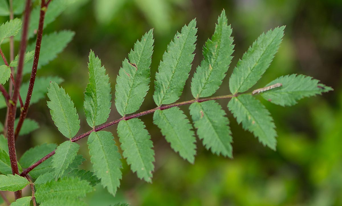 ges&auml;gtes Blatt